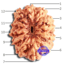 Load image into Gallery viewer, 12 Mukhi Indonesian Rudraksha - Bead No. 248
