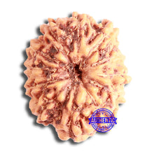 Load image into Gallery viewer, 12 Mukhi Indonesian Rudraksha - Bead No. 248