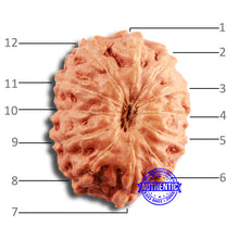 Load image into Gallery viewer, 12 Mukhi Indonesian Rudraksha - Bead No. 268