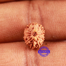 Load image into Gallery viewer, 12 Mukhi Indonesian Rudraksha - Bead No. 268