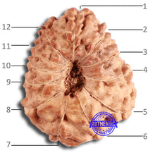 Load image into Gallery viewer, 12 Mukhi Indonesian Rudraksha - Bead No. 272