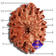 Load image into Gallery viewer, 12 Mukhi Indonesian Rudraksha - Bead No. 273