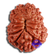 Load image into Gallery viewer, 12 Mukhi Indonesian Rudraksha - Bead No. 274