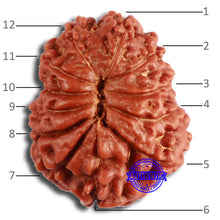 Load image into Gallery viewer, 12 Mukhi Indonesian Rudraksha - Bead No. 274