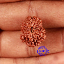 Load image into Gallery viewer, 12 Mukhi Indonesian Rudraksha - Bead No. 274