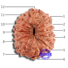 Load image into Gallery viewer, 12 Mukhi Indonesian Rudraksha - Bead No. 279