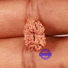 Load image into Gallery viewer, 12 Mukhi Indonesian Rudraksha - Bead No. 281