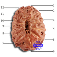 Load image into Gallery viewer, 12 Mukhi Indonesian Rudraksha - Bead No. 282