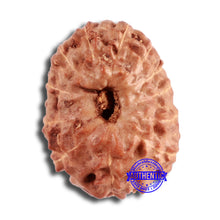 Load image into Gallery viewer, 12 Mukhi Indonesian Rudraksha - Bead No. 282