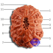 Load image into Gallery viewer, 12 Mukhi Indonesian Rudraksha - Bead No. 284