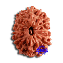Load image into Gallery viewer, 12 Mukhi Indonesian Rudraksha - Bead No. 286