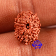 Load image into Gallery viewer, 12 Mukhi Indonesian Rudraksha - Bead No. 286