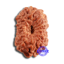 Load image into Gallery viewer, 12 Mukhi Indonesian Rudraksha - Bead No. 287