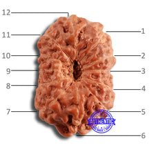 Load image into Gallery viewer, 12 Mukhi Indonesian Rudraksha - Bead No. 287