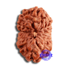Load image into Gallery viewer, 12 Mukhi Indonesian Rudraksha - Bead No. 287