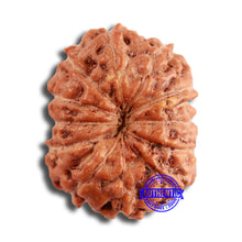 Load image into Gallery viewer, 12 Mukhi Indonesian Rudraksha - Bead No. 290