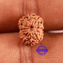 Load image into Gallery viewer, 12 Mukhi Indonesian Rudraksha - Bead No. 290