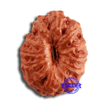 Load image into Gallery viewer, 12 Mukhi Indonesian Rudraksha - Bead No. 291