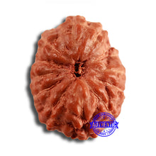 Load image into Gallery viewer, 12 Mukhi Indonesian Rudraksha - Bead No. 291