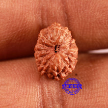 Load image into Gallery viewer, 12 Mukhi Indonesian Rudraksha - Bead No. 291