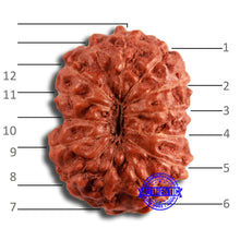 Load image into Gallery viewer, 12 Mukhi Indonesian Rudraksha - Bead No. 292