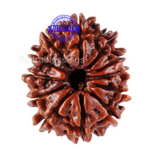 Load image into Gallery viewer, 12 Mukhi Nepalese Rudraksha - Bead No 63