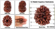 Load image into Gallery viewer, 12 Mukhi Nepalese Rudraksha - Bead No 63