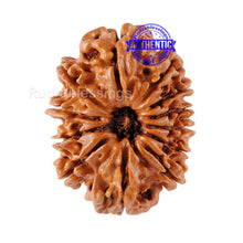 Load image into Gallery viewer, 12 Mukhi Nepalese Rudraksha - Bead No 64