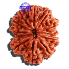 Load image into Gallery viewer, 12 Mukhi Nepalese Rudraksha - Bead No. 253