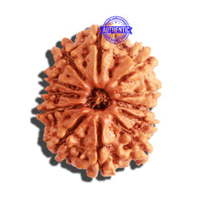 Load image into Gallery viewer, 12 Mukhi Nepalese Rudraksha - Bead No 256