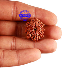 Load image into Gallery viewer, 11 Mukhi Nepalese Rudraksha - Bead No. 244