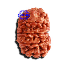 Load image into Gallery viewer, 11 Mukhi Nepalese Rudraksha - Bead No. 244