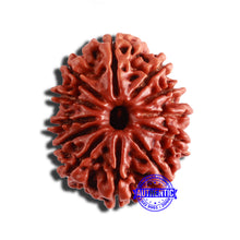 Load image into Gallery viewer, 12 Mukhi Nepalese Rudraksha - Bead No 281