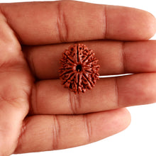 Load image into Gallery viewer, 12 Mukhi Nepalese Rudraksha - Bead No 281