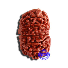 Load image into Gallery viewer, 12 Mukhi Nepalese Rudraksha - Bead No 281