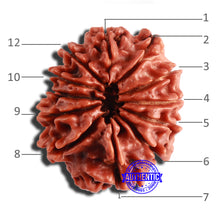 Load image into Gallery viewer, 12 Mukhi Nepalese Rudraksha - Bead No 283