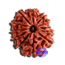 Load image into Gallery viewer, 12 Mukhi Nepalese Rudraksha - Bead No 283