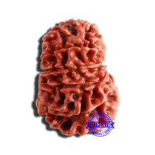 Load image into Gallery viewer, 12 Mukhi Nepalese Rudraksha - Bead No 283