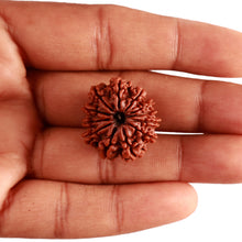 Load image into Gallery viewer, 12 Mukhi Nepalese Rudraksha - Bead No 284