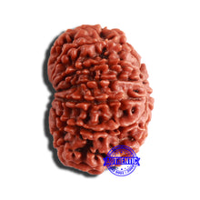 Load image into Gallery viewer, 12 Mukhi Nepalese Rudraksha - Bead No 284