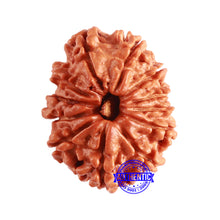 Load image into Gallery viewer, 12 Mukhi Nepalese Rudraksha - Bead No 285