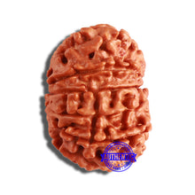Load image into Gallery viewer, 12 Mukhi Nepalese Rudraksha - Bead No 285