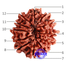 Load image into Gallery viewer, 12 Mukhi Nepalese Rudraksha - Bead No 286