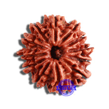 Load image into Gallery viewer, 12 Mukhi Nepalese Rudraksha - Bead No 286