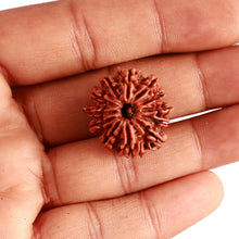Load image into Gallery viewer, 12 Mukhi Nepalese Rudraksha - Bead No 286
