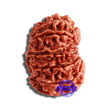Load image into Gallery viewer, 12 Mukhi Nepalese Rudraksha - Bead No 286