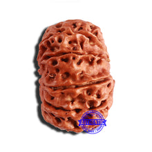 Load image into Gallery viewer, 12 Mukhi Nepalese Rudraksha - Bead No 289