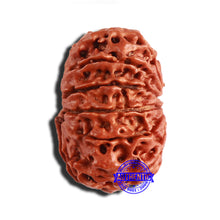 Load image into Gallery viewer, 12 Mukhi Nepalese Rudraksha - Bead No 289