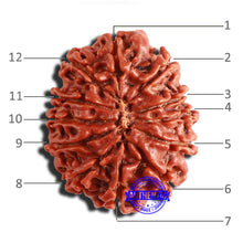 Load image into Gallery viewer, 12 Mukhi Nepalese Rudraksha - Bead No 291