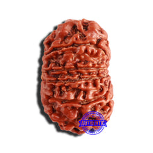 Load image into Gallery viewer, 12 Mukhi Nepalese Rudraksha - Bead No 291
